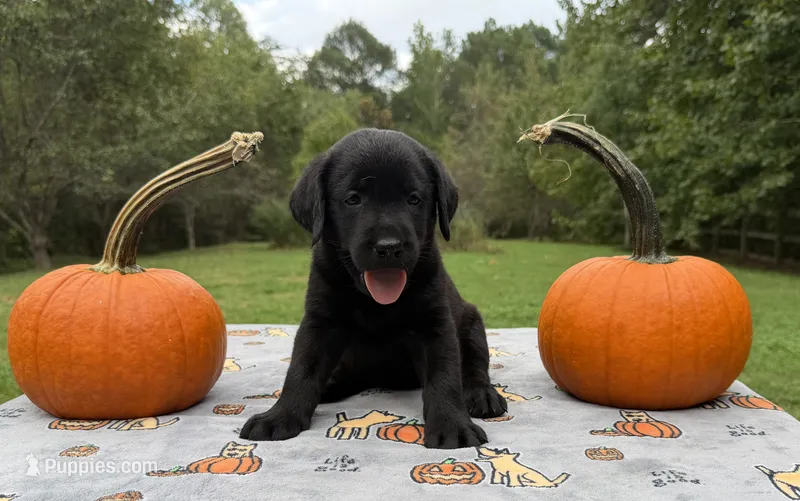 Sadie F1 – Labrador Retriever puppy for sale in Livingston, NJ
