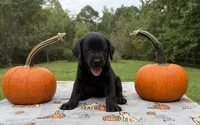 Sadie F1, a female Labrador Retriever for sale in Livingston, NJ – 1 of 5