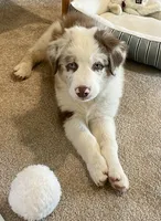 Roscoe AKC&ASCA, a male Australian Shepherd for sale in Beresford, SD – 5 of 7