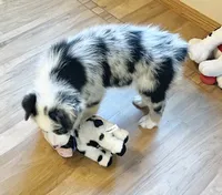 Carson ASCA&AKC, a male Australian Shepherd for sale in Beresford, SD – 2 of 6
