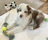Roscoe AKC&ASCA, a male Australian Shepherd for sale in Beresford, SD – 4 of 7