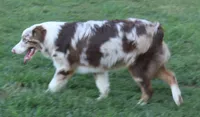 ASCA&AKC Lily, a female Australian Shepherd for sale in Beresford, SD – 7 of 9