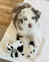 Roscoe AKC&ASCA, a male Australian Shepherd for sale in Beresford, SD – 3 of 7