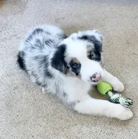 Carson ASCA&AKC, a male Australian Shepherd for sale in Beresford, SD – 4 of 6
