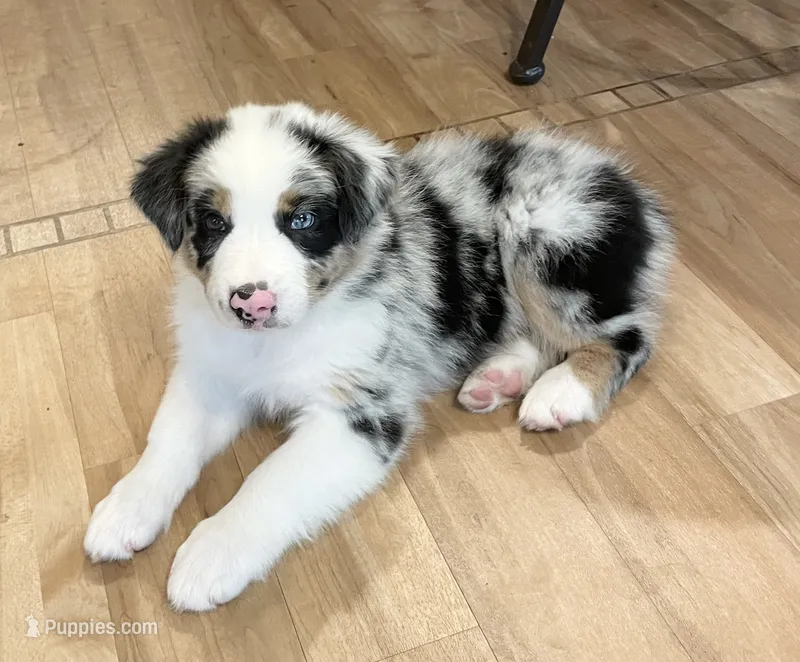 Carson ASCA&AKC – Australian Shepherd puppy for sale in Beresford, SD