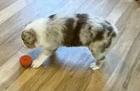 ASCA&AKC Lily, a female Australian Shepherd for sale in Beresford, SD – 3 of 9