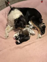 ASCA&AKC Lily, a female Australian Shepherd for sale in Beresford, SD – 9 of 9