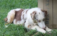 ASCA&AKC Lily, a female Australian Shepherd for sale in Beresford, SD – 8 of 9
