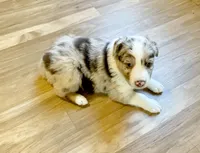 ASCA&AKC Lily, a female Australian Shepherd for sale in Beresford, SD – 2 of 9