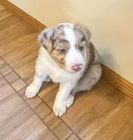 ASCA&AKC Lily, a female Australian Shepherd for sale in Beresford, SD – 4 of 9