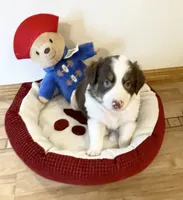 KindleAKC & ASCA, a female Australian Shepherd for sale in Beresford, SD – 1 of 6
