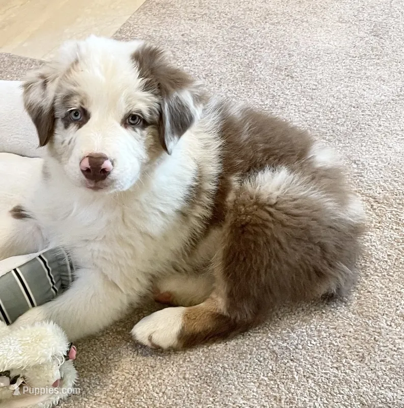 Roscoe AKC&ASCA – Australian Shepherd puppy for sale in Beresford, SD