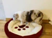 ASCA&AKC Lily, a female Australian Shepherd for sale in Beresford, SD – 6 of 9