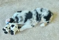 Carson ASCA&AKC, a male Australian Shepherd for sale in Beresford, SD – 5 of 6