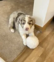 ASCA&AKC Lily, a female Australian Shepherd for sale in Beresford, SD – 5 of 9