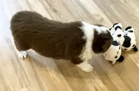 KindleAKC & ASCA, a female Australian Shepherd for sale in Beresford, SD – 6 of 6