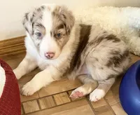 ASCA&AKC Lily, a female Australian Shepherd for sale in Beresford, SD – 1 of 9