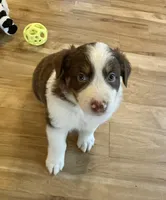KindleAKC & ASCA, a female Australian Shepherd for sale in Beresford, SD – 5 of 6