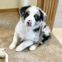 Carson ASCA&AKC, a male Australian Shepherd for sale in Beresford, SD – 3 of 6
