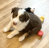 KindleAKC & ASCA, a female Australian Shepherd for sale in Beresford, SD – 2 of 6