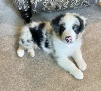 Carson ASCA&AKC, a male Australian Shepherd for sale in Beresford, SD – 6 of 6