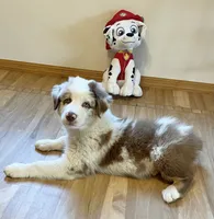 Roscoe AKC&ASCA, a male Australian Shepherd for sale in Beresford, SD – 7 of 7