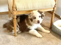 Roscoe AKC&ASCA, a male Australian Shepherd for sale in Beresford, SD – 2 of 7