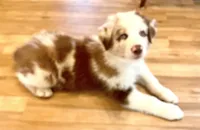 Roscoe AKC&ASCA, a male Australian Shepherd for sale in Beresford, SD – 6 of 7