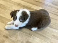 KindleAKC & ASCA, a female Australian Shepherd for sale in Beresford, SD – 3 of 6