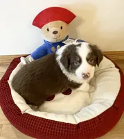 KindleAKC & ASCA, a female Australian Shepherd for sale in Beresford, SD – 4 of 6