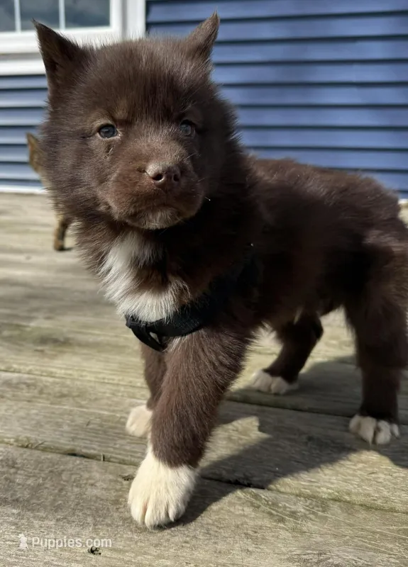 Buck – Siberian Husky puppy for sale in Filion, MI