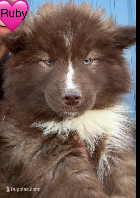 Ruby – Siberian Husky puppy for sale in Filion, MI