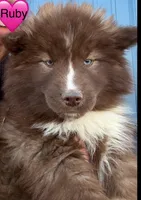 Ruby, a female Siberian Husky for sale in Filion, MI – 1 of 1