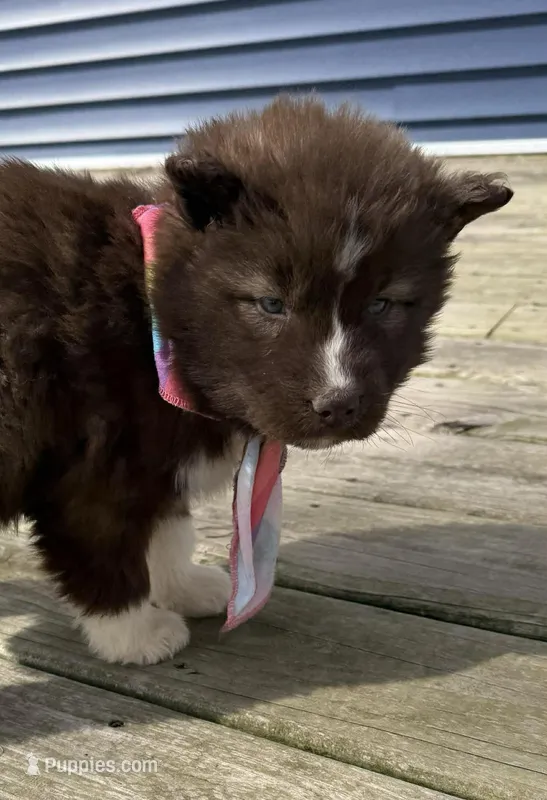 Ruby, a female Siberian Husky for sale in Filion, MI – Photo 1 of 1