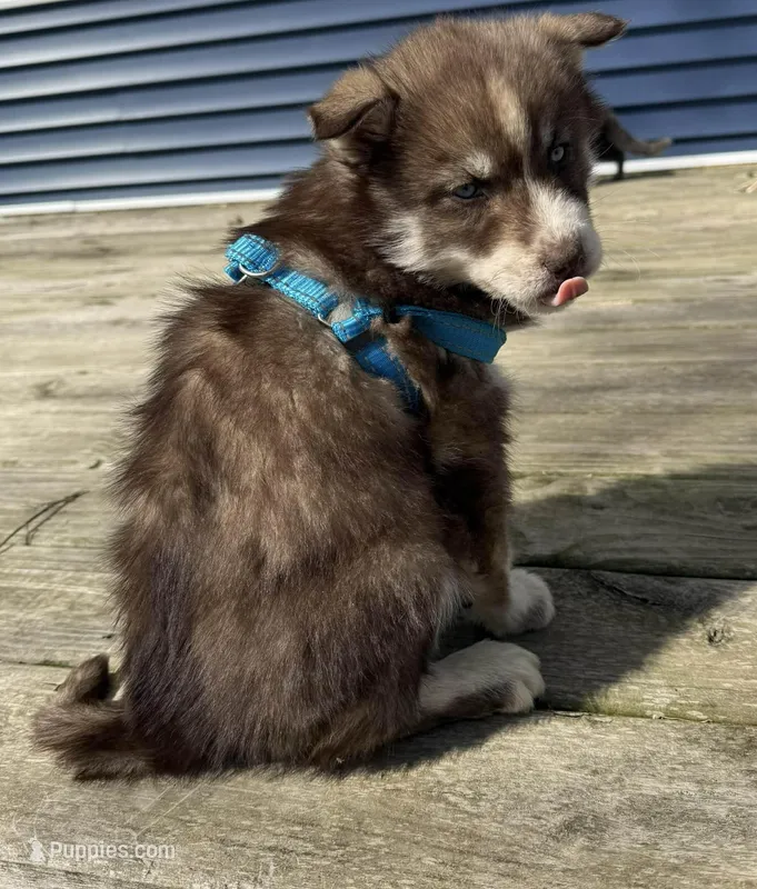 Meeka – Siberian Husky puppy for sale in Filion, MI