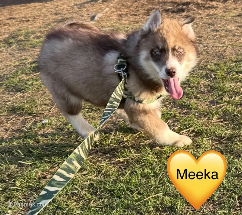 Meeka – Siberian Husky puppy for sale in Filion, MI
