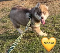 Meeka, a female Siberian Husky for sale in Filion, MI – 1 of 1