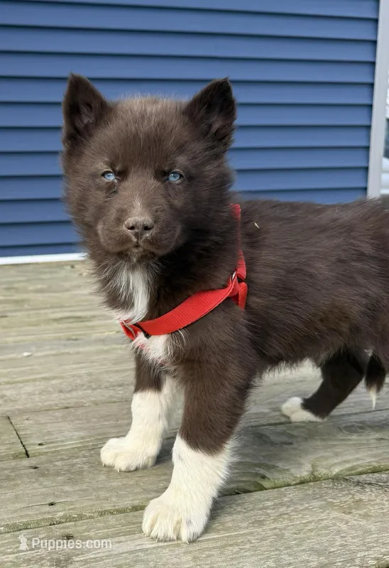Rex – Siberian Husky puppy for sale in Filion, MI