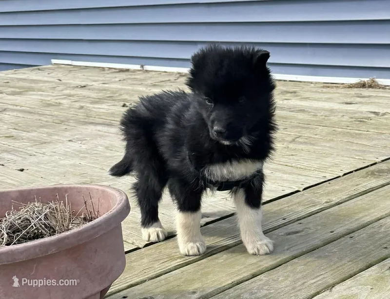 Bullet – Siberian Husky puppy for sale in Filion, MI