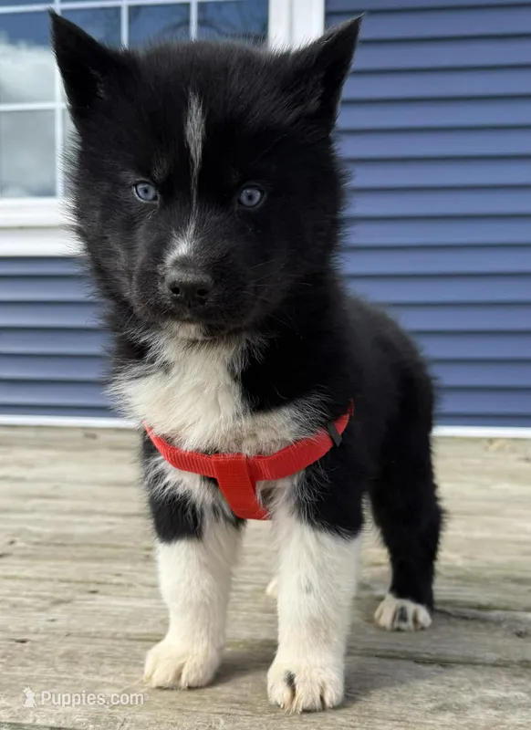 Bow – Siberian Husky puppy for sale in Filion, MI