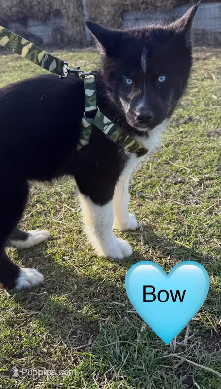 Bow – Siberian Husky puppy for sale in Filion, MI
