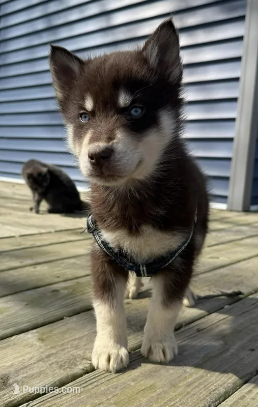 Red – Siberian Husky puppy for sale in Filion, MI