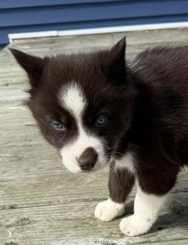 Rose – Siberian Husky puppy for sale in Filion, MI