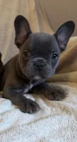 Lilly, a female French Bulldog for sale in Denham Springs, LA – 1 of 1