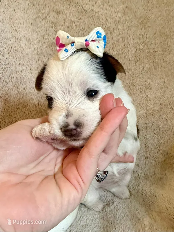 Fancy – Yorkshire Terrier puppy for sale in Denham Springs, LA