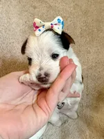 Fancy, a female Yorkshire Terrier for sale in Denham Springs, LA – 1 of 1