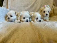 Marlo, a male Maltese for sale in Denham Springs, LA – 1 of 1