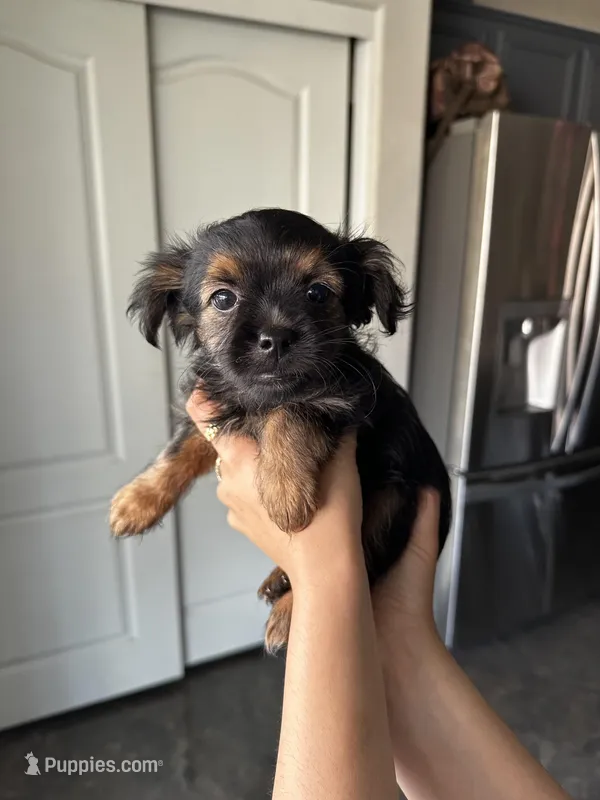 Mocha – Yorkipoo puppy for sale in Beaumont, CA