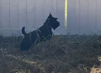 Adelaide, a female Scottish Terrier for sale in Halfmoon, NY – Photo 4 of 7