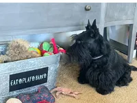 Adelaide, a female Scottish Terrier for sale in Halfmoon, NY – Photo 2 of 7